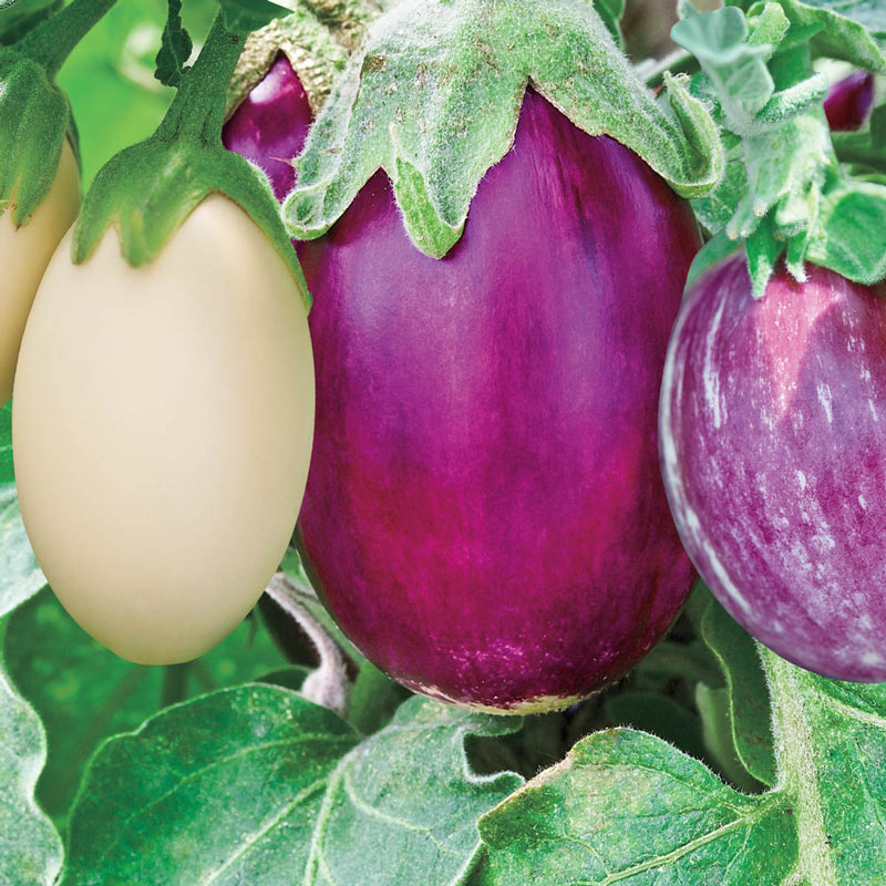 Stars & Stripes Hybrid Blend Eggplant Seed