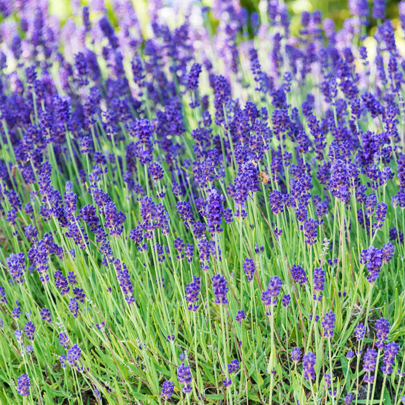 Phenomenal Lavender