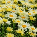 Broadway Lights Shasta Daisy Plant