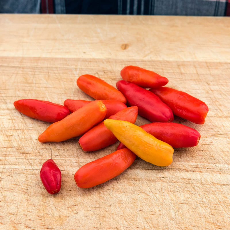 Tabasco Hot Pepper Seed