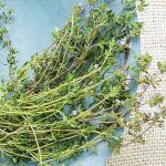 German Winter Thyme Herb &mdash; Plant