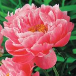 Coral Charm Peony