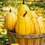 Sugaretti Hybrid Winter Squash Seed