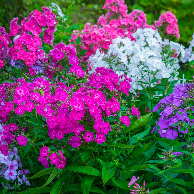 Tall Phlox Plant Mix