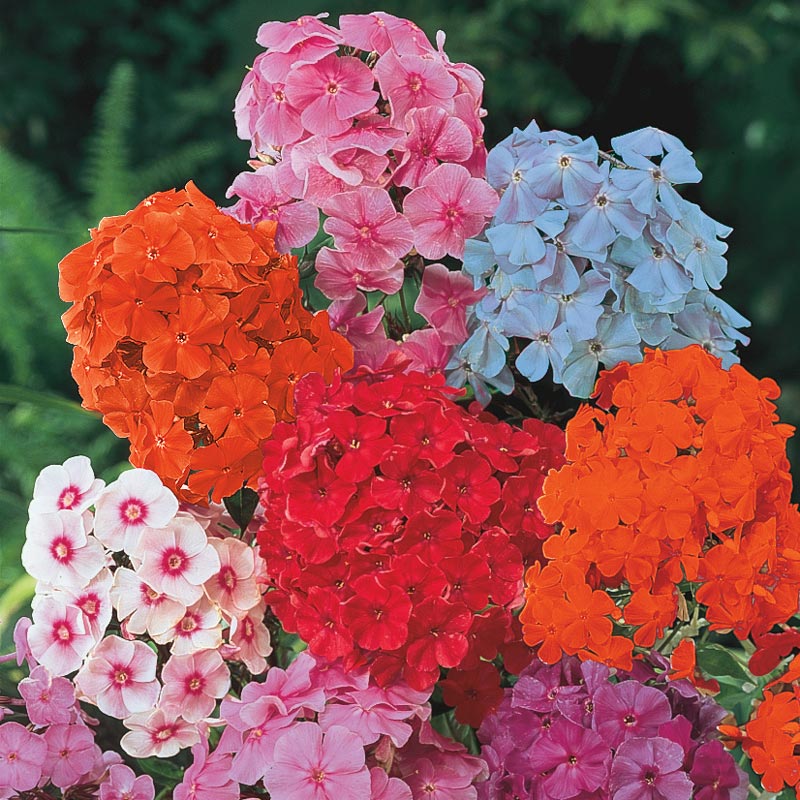 Tall Phlox Plant Mix