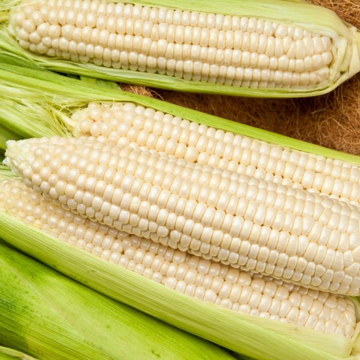 Gotta Have It & White Hybrid Sweet Corn Seed