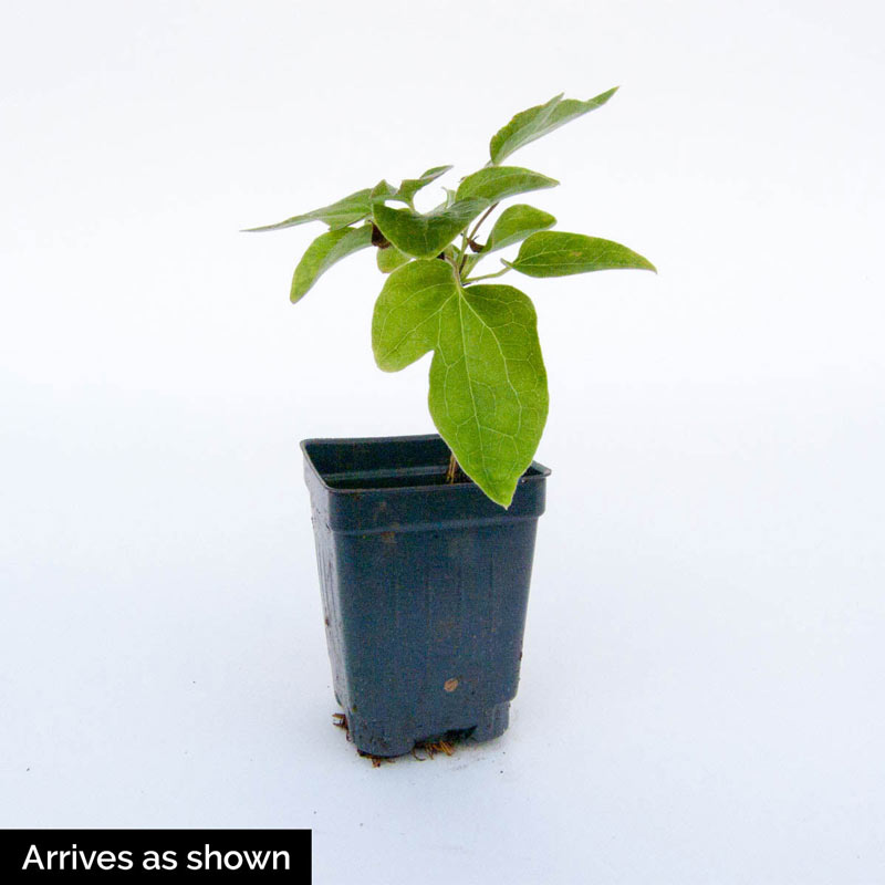 Piilu Clematis Plant