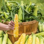 Simply Irresistible Hybrid Sweet Corn Seed
