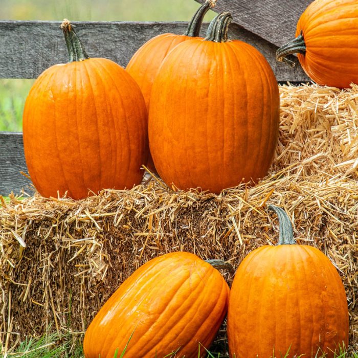 Early Prince Hybrid Pumpkin Seed