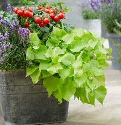 Treasure Island Makatea Sweet Potato Vine