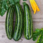 Green Tiger Hybrid Summer Squash Seed