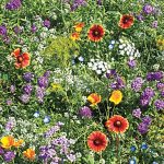 Beneficial Bug Wildflower Seed Blend