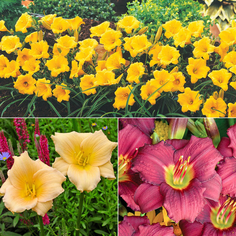Walkway Dwarf Reblooming Daylily Collection