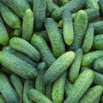 Dafne Hybrid Pickling Cucumber