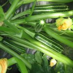 Safari Hybrid Summer Squash