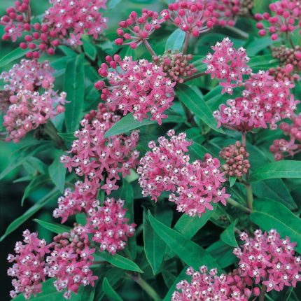 Cinderella Milkweed