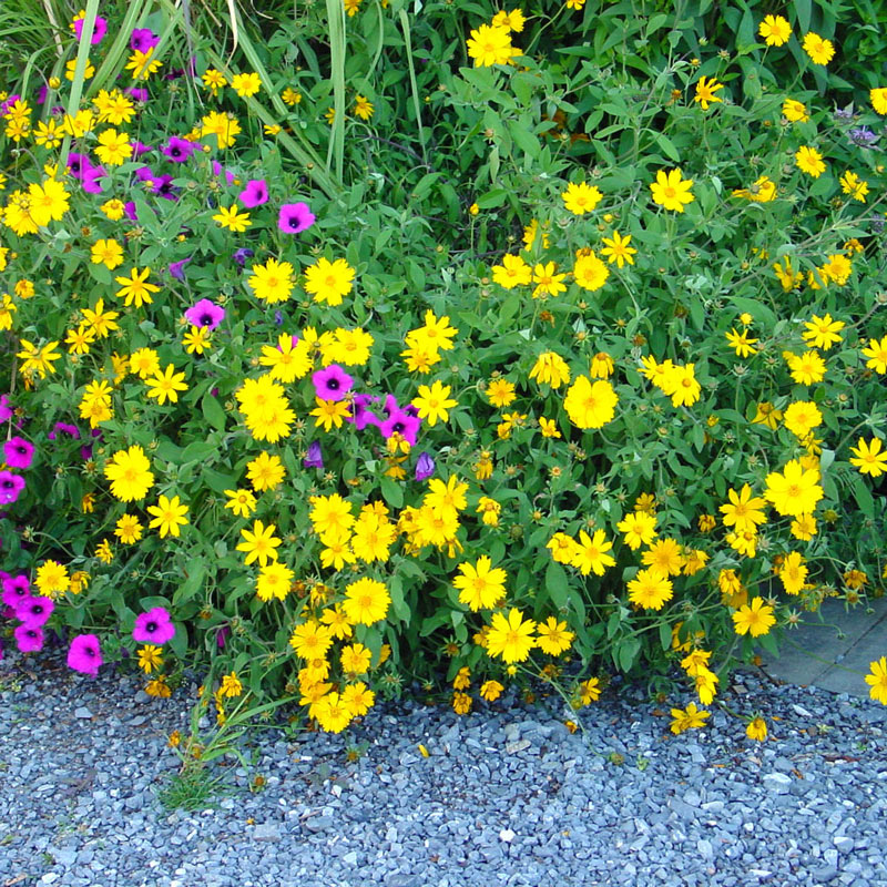 Sunshine Superman Coreopsis
