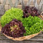 Eazyleaf & Lettuce Mix