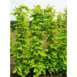 Golden Sunshine Runner Bean