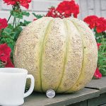 Giant Improved Hybrid Cantaloupe Seed