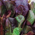 Cimarron Romaine Lettuce Seed