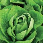 Super Jericho Romaine Lettuce Seed