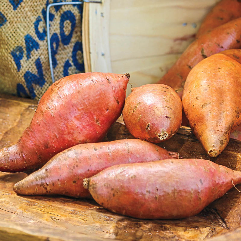 Vardaman Sweet Potato