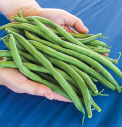 The Hulk Bush Bean