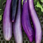 Ping Tung Long Eggplant Seed