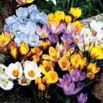 All Species Crocus Mix