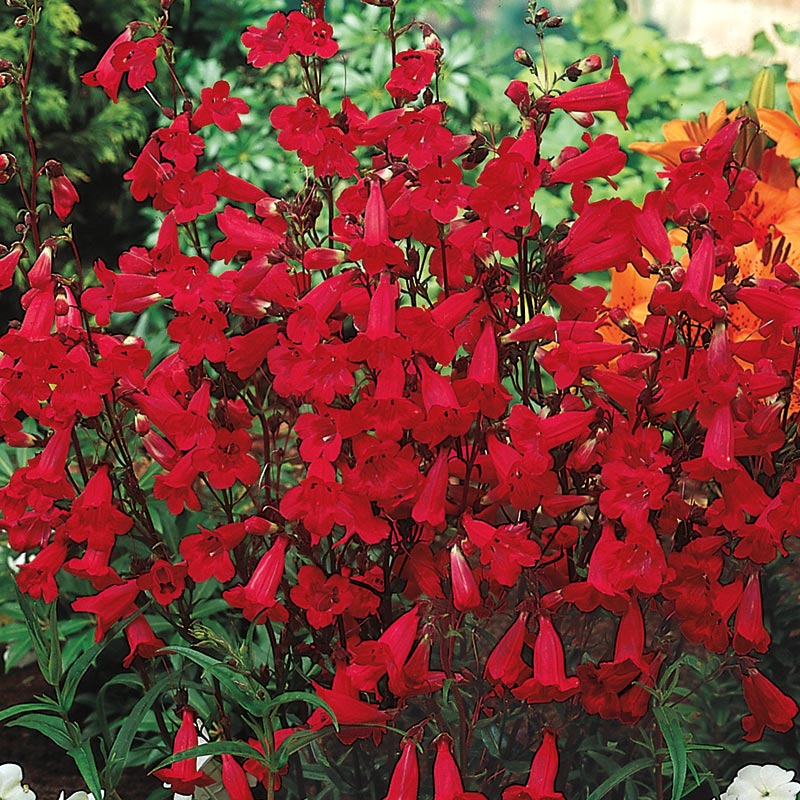 Red Penstemon Plant