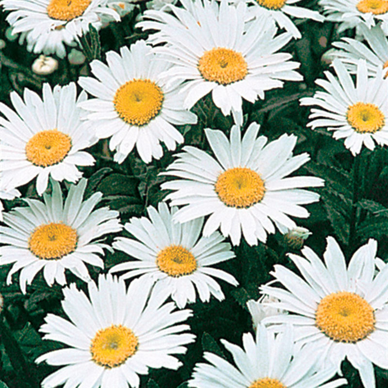 Shasta Daisy