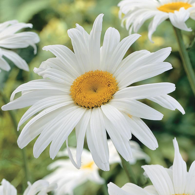 Shasta Daisy